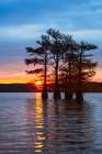 Bald cypress trees silhouetted at sunrise in southern swamp, Caddo Lake, Texas. Art Print